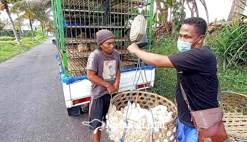 www.nusabali.com-harga-daging-ayam-naik-peternak-kesulitan-bibit