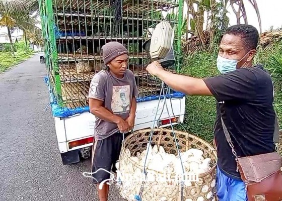 Nusabali.com - harga-daging-ayam-naik-peternak-kesulitan-bibit