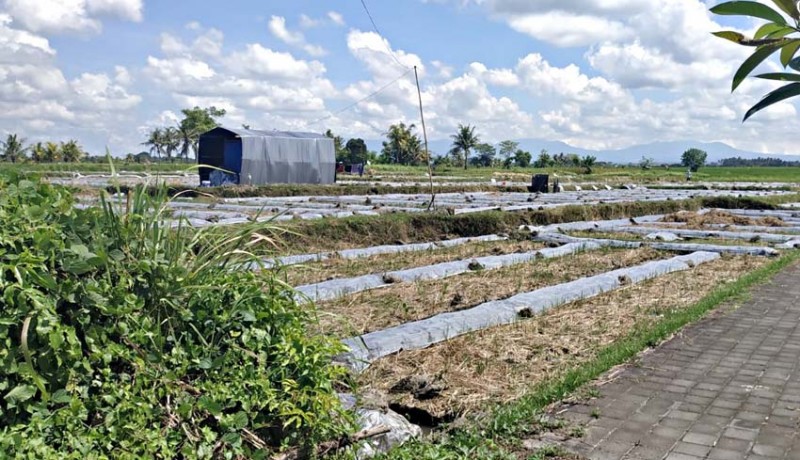 www.nusabali.com-solar-langka-ratusan-hektare-sawah-tunda-dibajak