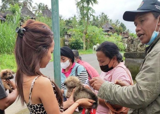 Nusabali.com - vaksinasi-rabies-hanya-sasar-desa-zona-merah