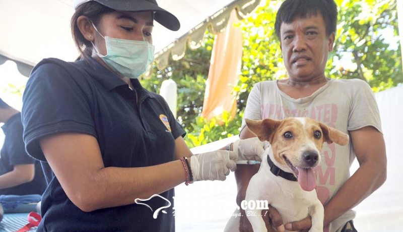 www.nusabali.com-distan-denpasar-vaksin-3263-anjing-rabies-sejak-4-april-2022