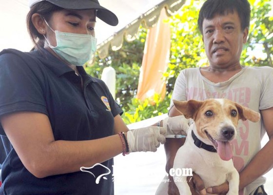 Nusabali.com - distan-denpasar-vaksin-3263-anjing-rabies-sejak-4-april-2022