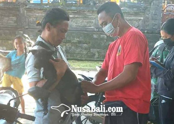 Nusabali.com - vaksinasi-rabies-di-payangan-targetkan-ratusan-anjing