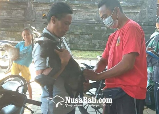 Nusabali.com - dinkes-gianyar-sebut-stok-vaksin-anti-rabies-aman