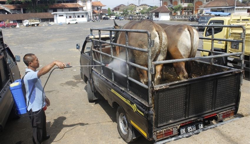 NUSABALI.com - Jelang Idul Adha, Harga Sapi Di Pasar Beringkit Cetak Rekor