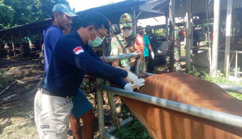 www.nusabali.com-tim-medis-polres-dan-kodim-tabanan-dilatih-suntik-sapi