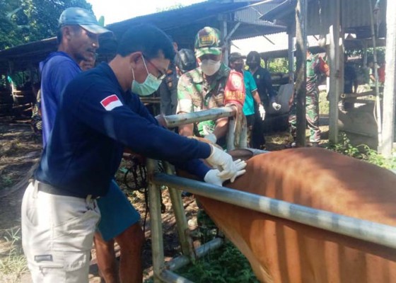 Nusabali.com - tim-medis-polres-dan-kodim-tabanan-dilatih-suntik-sapi