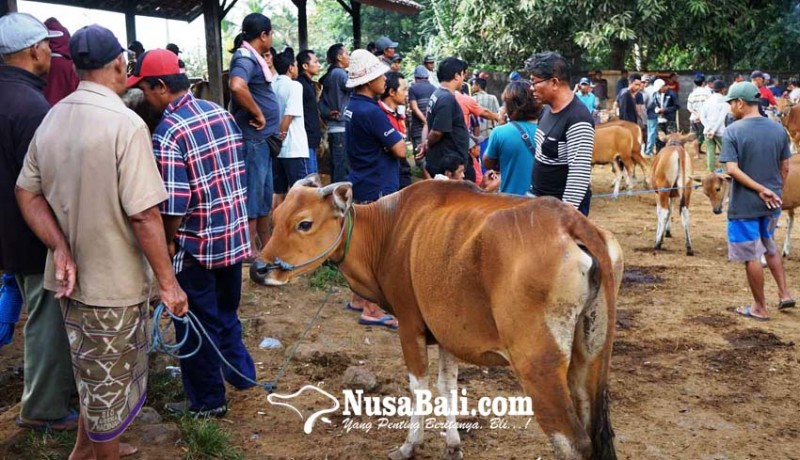 www.nusabali.com-pasar-hewan-bebandem-rencana-dibuka-tanggal-20-juli