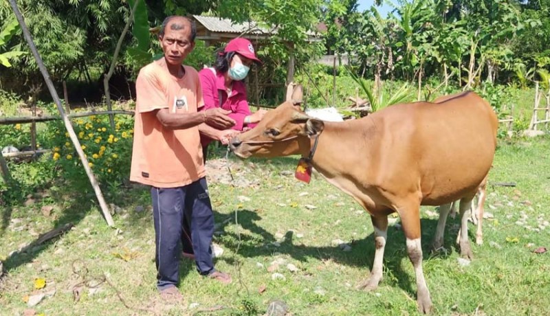 www.nusabali.com-potong-bersyarat-32-sapi-kompensasi-tunggu-pusat