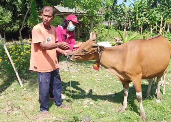 Nusabali.com - potong-bersyarat-32-sapi-kompensasi-tunggu-pusat