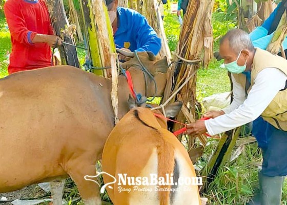 Nusabali.com - 32-sapi-di-padangsambian-divaksin-pmk