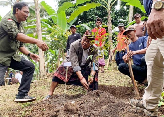 Nusabali.com - wanagiri-kangin-jadi-kampung-durian