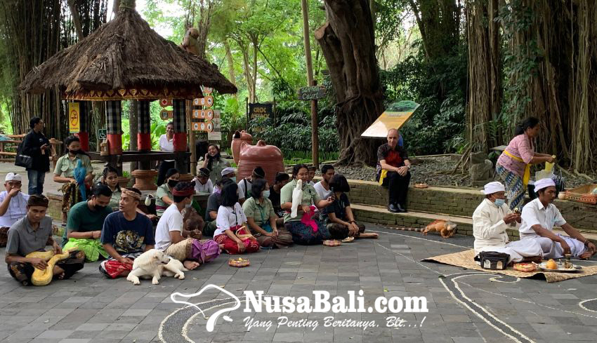 Bali Safari Park Gelar Upacara Tumpek Uye Wujud Kasih