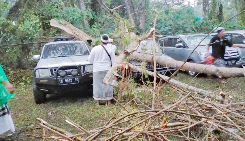 Pohon Tumbang Timpa Dua Pamedek Dan Mobil 8284