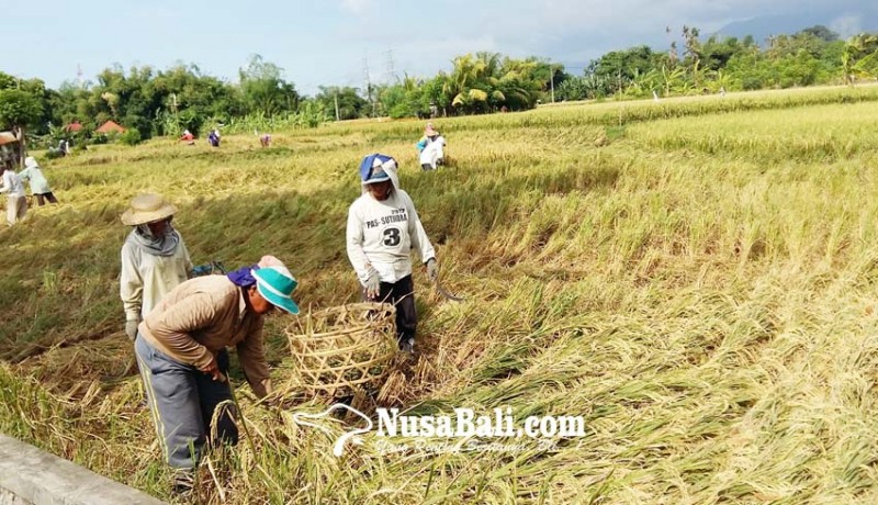 www.nusabali.com-30-persen-hasil-panen-diserap-pengepul-luar-bali