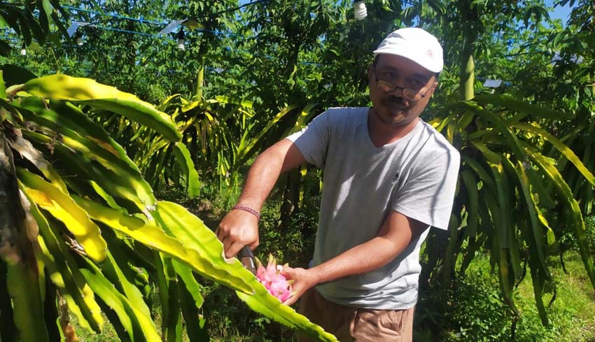 Nusabali Com Petani Buah Naga Tak Terpengaruh Perubahan Cuaca