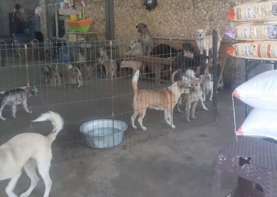 Nusabali.com - penyisiran-anjing-liar-63-ekor-dititipkan-ke-shelter