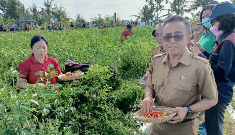 www.nusabali.com-pemkot-panen-cabai-di-subak-anggabaya-dan-serahkan-bantuan-kepada-petani