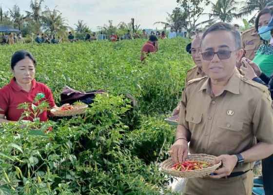 Nusabali.com - pemkot-panen-cabai-di-subak-anggabaya-dan-serahkan-bantuan-kepada-petani