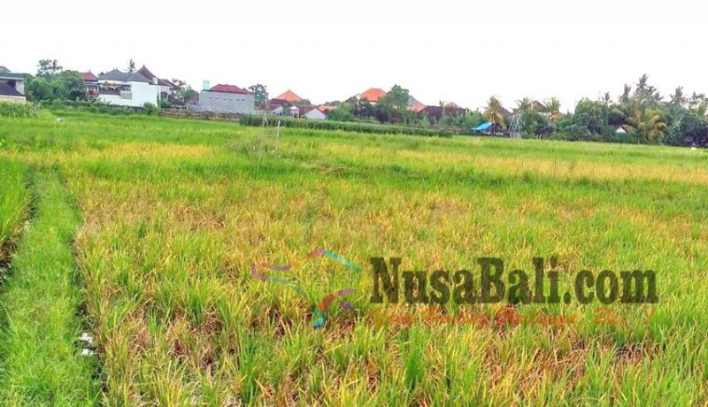 www.nusabali.com-petani-padi-terancam-gagal-panen