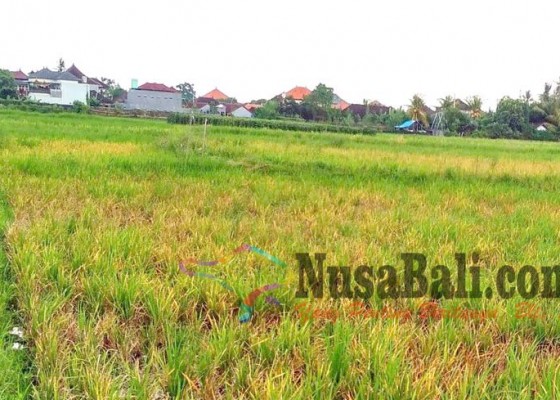 Nusabali.com - petani-padi-terancam-gagal-panen