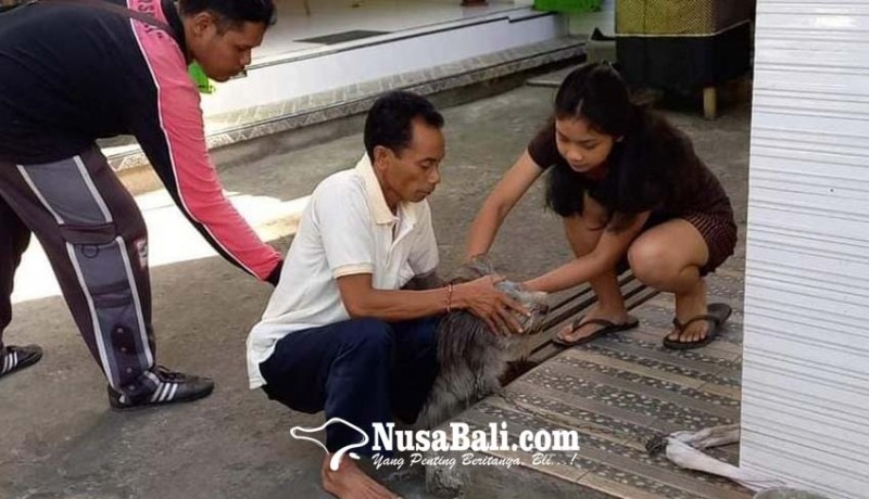 www.nusabali.com-dinas-pertanian-klungkung-temukan-31-anjing-positif-rabies