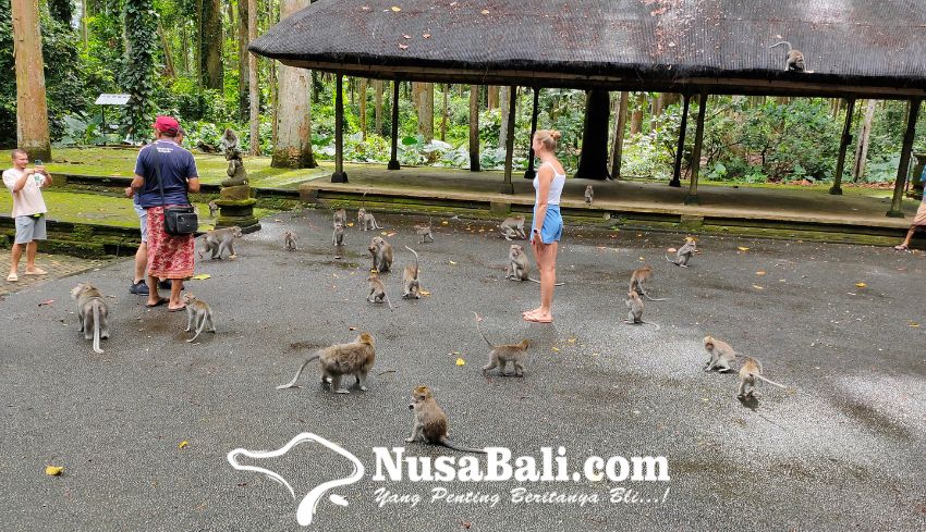 NUSABALI.com - Eksotisme Wisata Sangeh Monkey Forest Di Bali