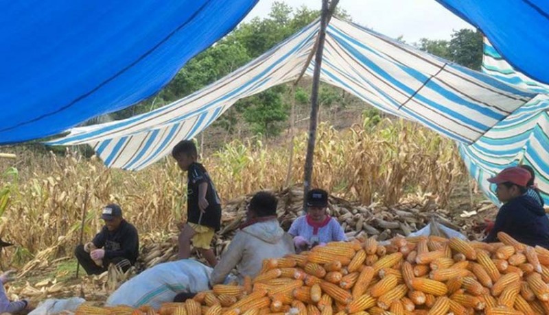 www.nusabali.com-dongkrak-harga-dari-petani-ri-ekspor-160000-ton-jagung