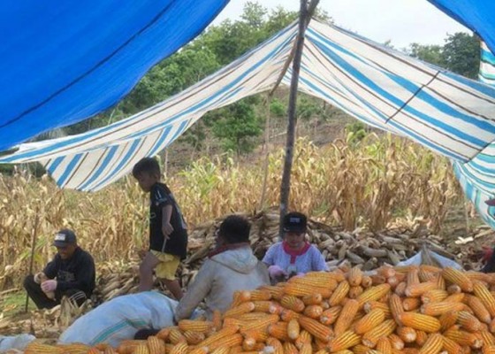 Nusabali.com - dongkrak-harga-dari-petani-ri-ekspor-160000-ton-jagung