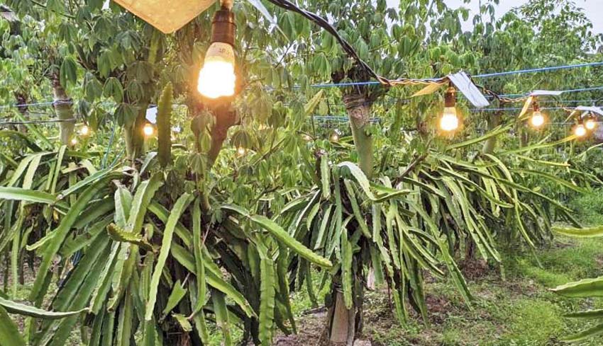 NUSABALI.com - Tingkatkan Hasil Panen, Petani Buah Naga Gunakan Sinar Lampu