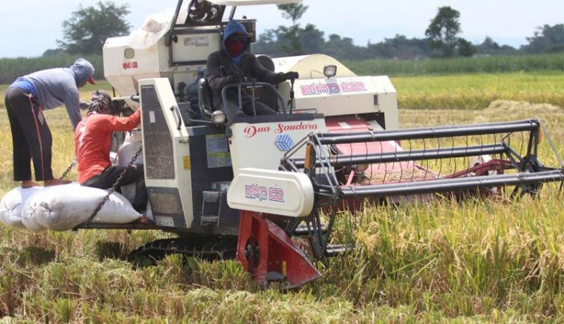 www.nusabali.com-bapanas-godok-ulang-hpp-gabah-dan-beras-jelang-panen-raya