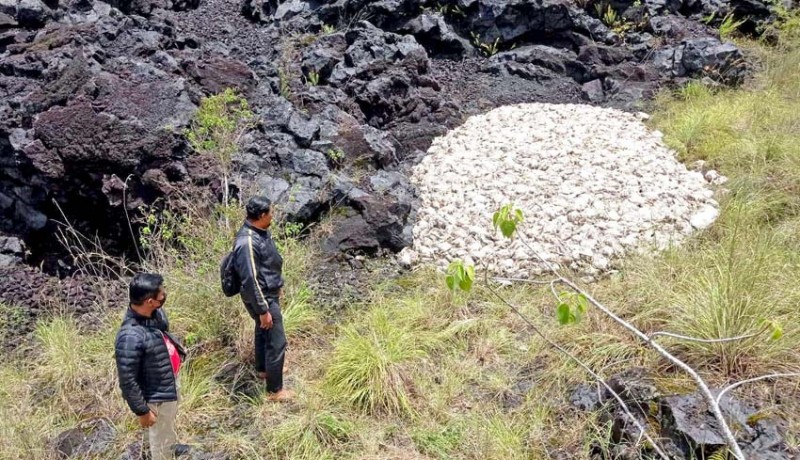 www.nusabali.com-2000-bangkai-ayam-cemari-gunung-batur