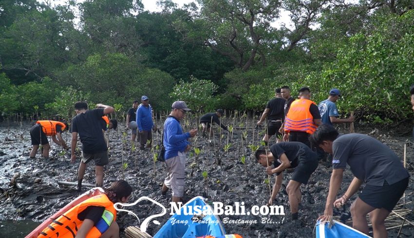 www.nusabali.com-tingkatkan-kesadaran-dan-perhatian-masyarakat-temuyuk-crew-tanam-160-bibit-mangrove