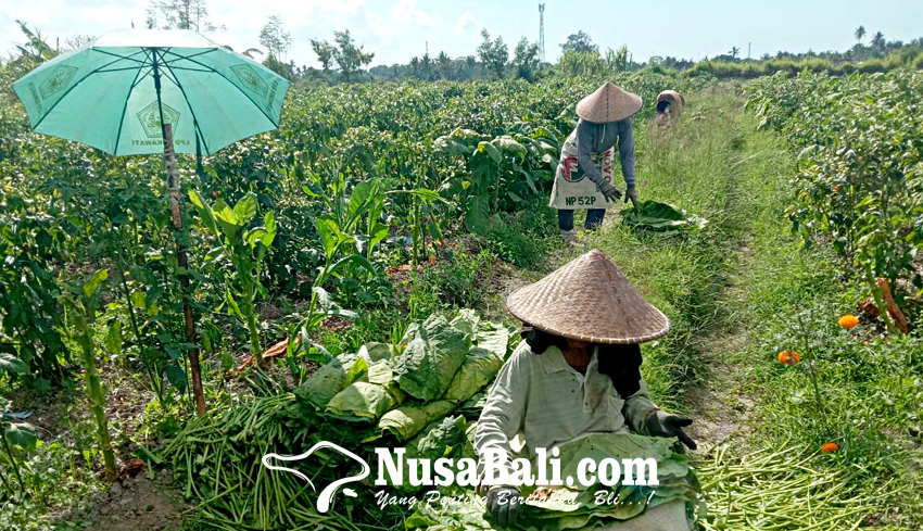 www.nusabali.com-panen-tembakau