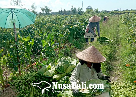 Nusabali.com - panen-tembakau