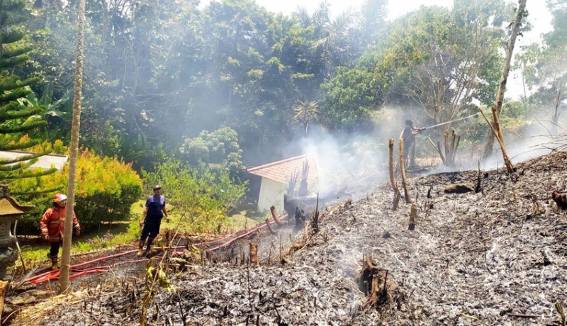 www.nusabali.com-kebun-jati-14-are-milik-ida-pedanda-terbakar