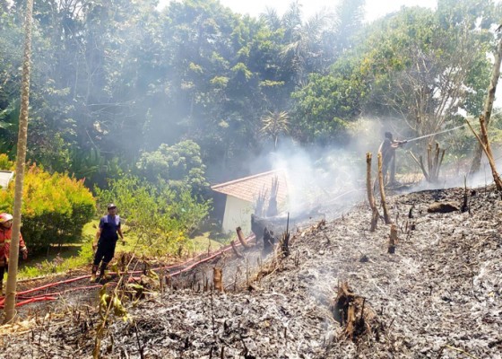 Nusabali.com - kebun-jati-14-are-milik-ida-pedanda-terbakar