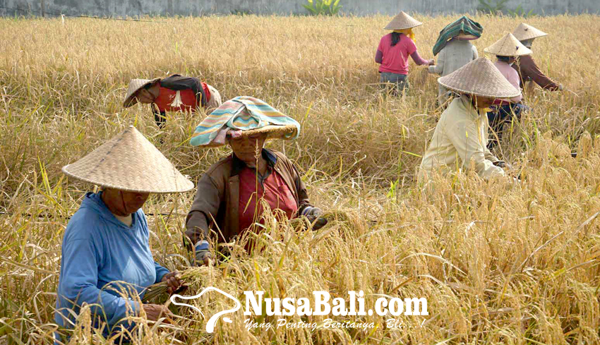 www.nusabali.com-desa-selat-lestarikan-padi-taun