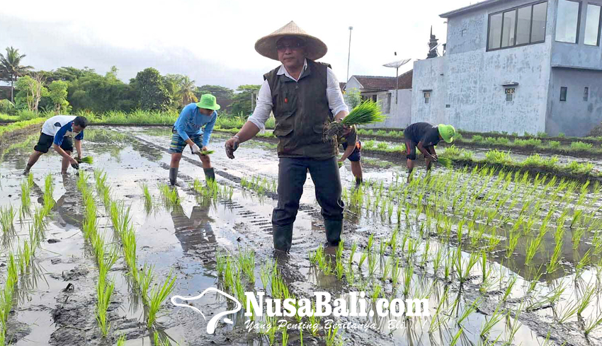 www.nusabali.com-distan-karangasem-siapkan-lahan-300-ha