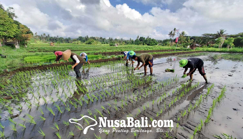 www.nusabali.com-distan-karangasem-siapkan-lahan-300-ha