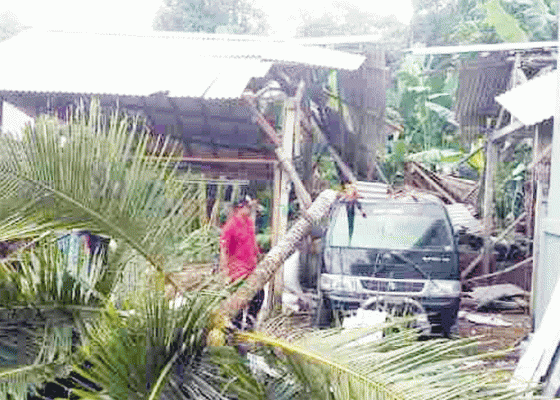 Nusabali.com - mobil-dan-kandang-babi-rusak-tertimpa-pohon-kelapa