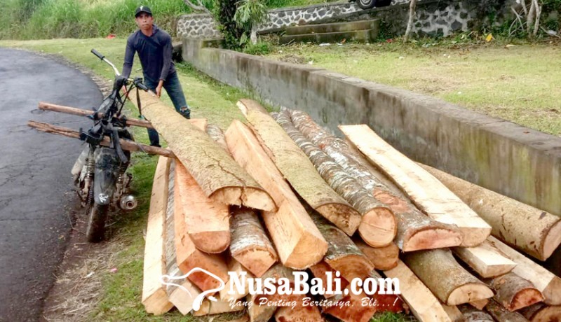 www.nusabali.com-tumpukan-kayu-hasil-dari-off-road