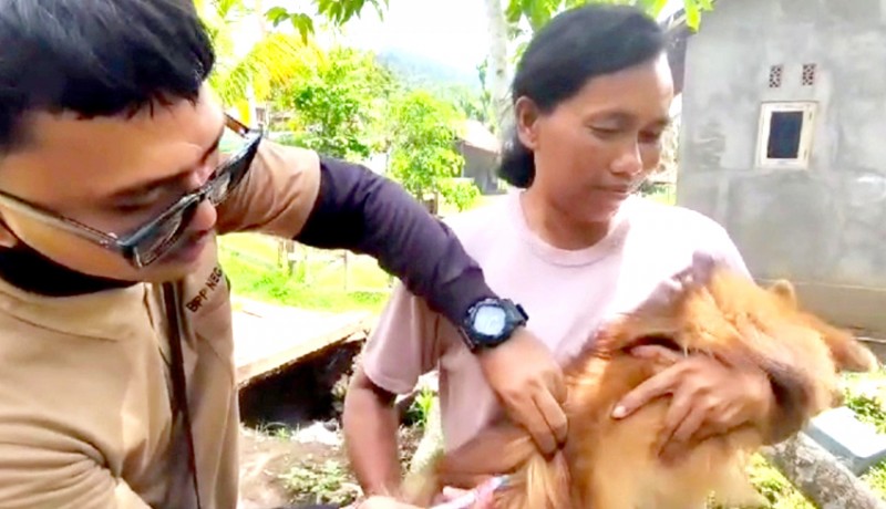 www.nusabali.com-anjing-rabies-gigit-3-warga-di-berangbang