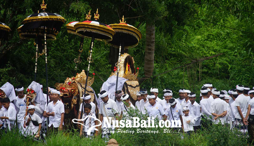 www.nusabali.com-nyejer-selama-42-hari-ada-ritual-pemangkalan-setiap-rahina-kliwon