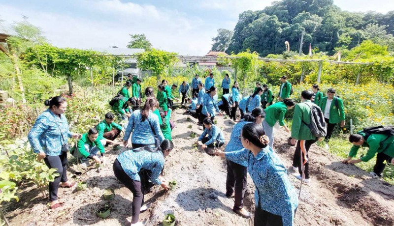 www.nusabali.com-tp-pkk-gianyar-taman-1300-bibit-cabai