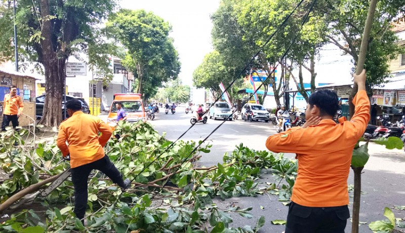 www.nusabali.com-angin-kencang-dahan-pohon-perindang-tumbang