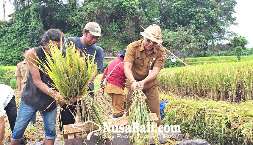 www.nusabali.com-distan-cek-panen-padi-di-subak-iseh-anjlok