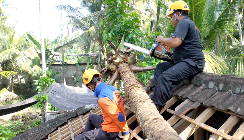 www.nusabali.com-pohon-kelapa-tumbang-timpa-rumah