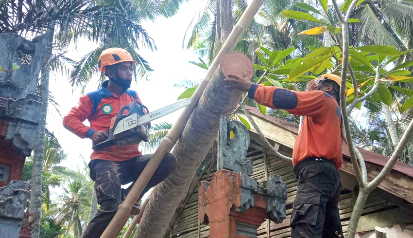 www.nusabali.com-pohon-kelapa-tumbang-timpa-rumah