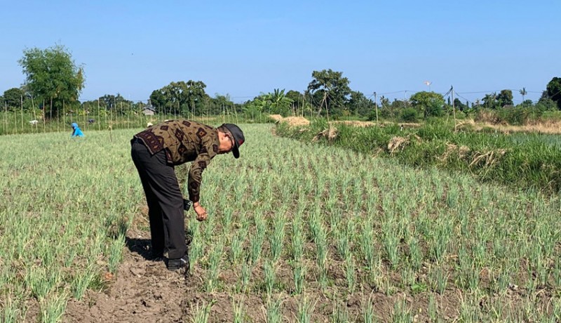 www.nusabali.com-petani-bawang-merah-masih-berperang-dengan-serangan-hama